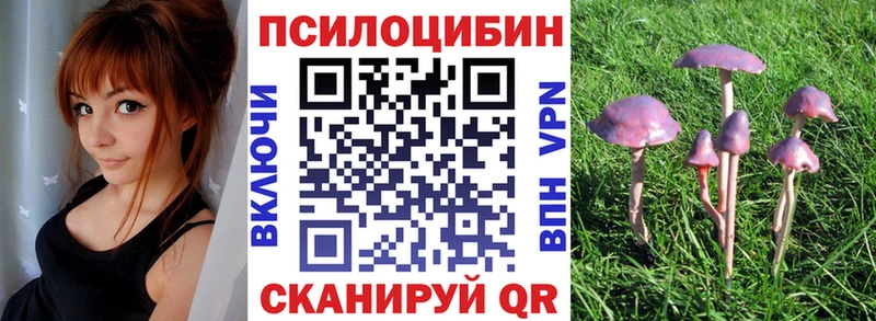 как найти   Солигалич  Псилоцибиновые грибы Psilocybine cubensis 